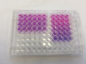 AlamarBlue Assay results